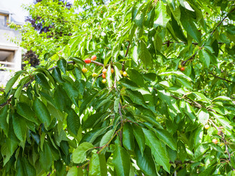 Similar image 17242399