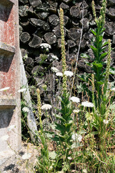 Similar image 17242594