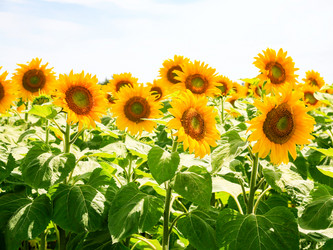 Similar image 17243316