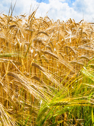 Similar image 17243254