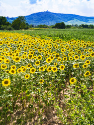 Similar image 17242146