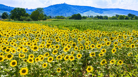 Similar image 17242165