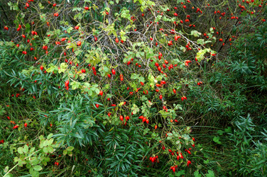 Similar image 16629902