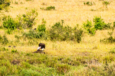 Similar image 17544158