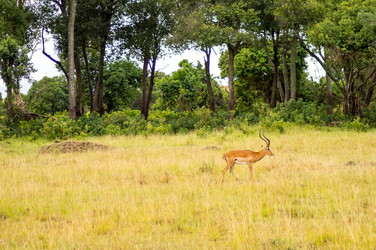 Similar image 17544161