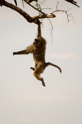 Similar image 17544079