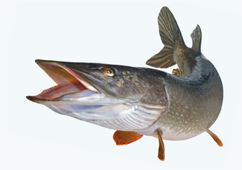 Similar image 17238076