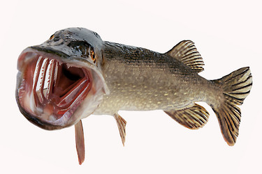 Similar image 17238085