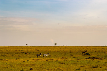 Similar image 17544040