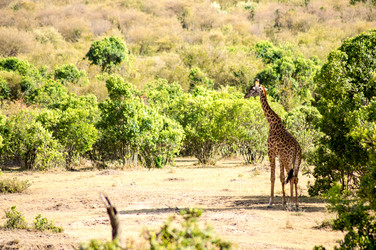 Similar image 17544053