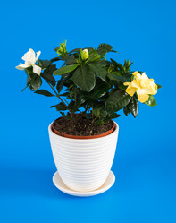 Similar image 16927348