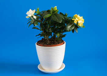 Similar image 16927350