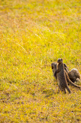 Similar image 17544219