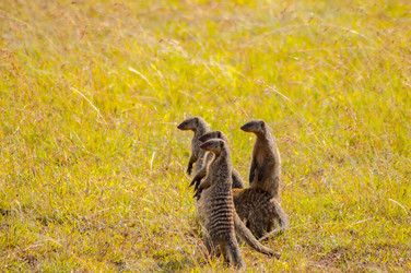 Similar image 17544224