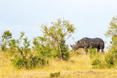 Similar image 17544100