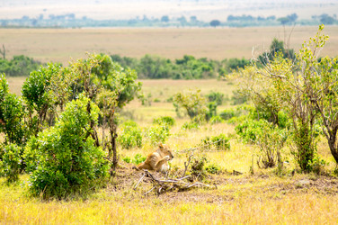 Similar image 17544124