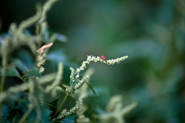 Similar image 17244110