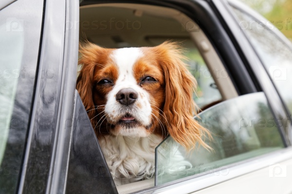 Фотография на тему Бело-рыжая собака смотрит из открытого окна автомобиля |  PressFoto