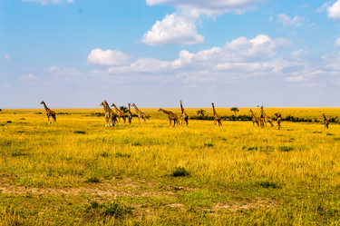 Similar image 17544253