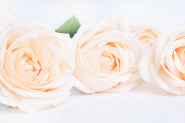 Similar image 16933893