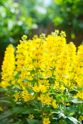 Similar image 16934739