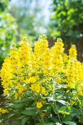 Similar image 16934740