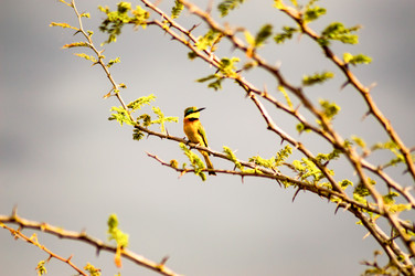 Similar image 17544106