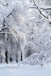 Similar image 17247817