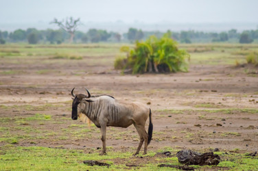 Similar image 17544149