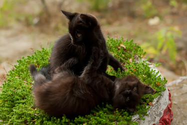 Similar image 17241725