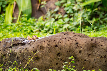 Similar image 17544205