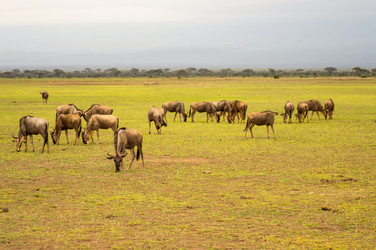 Similar image 17544046