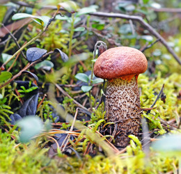 Similar image 17240804