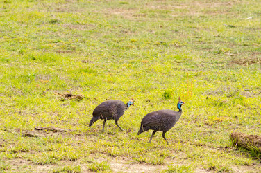 Similar image 17544077