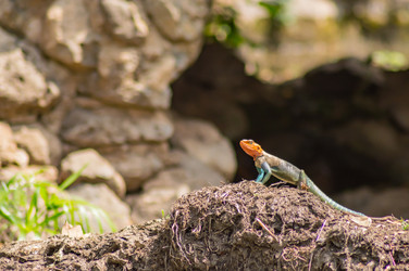 Similar image 17544056