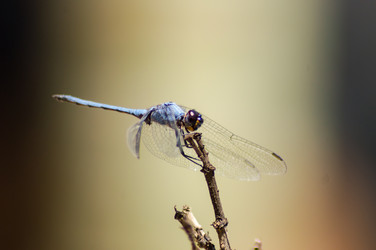 Similar image 17544134