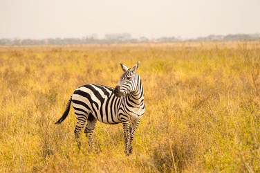 Similar image 17544150