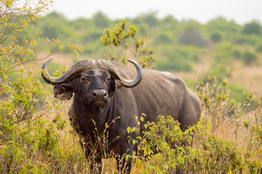 Similar image 17544211