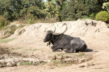 Similar image 17245660