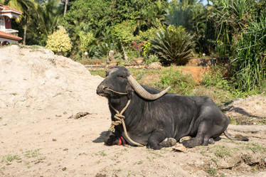 Similar image 17245730