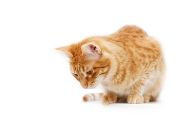 Similar image 17246164