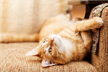 Similar image 17246093