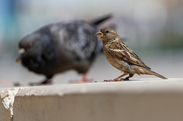 Similar image 17246101