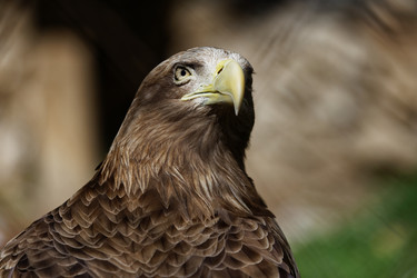 Similar image 17246119