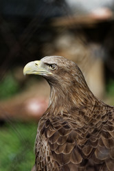 Similar image 17246121