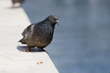 Similar image 17246124