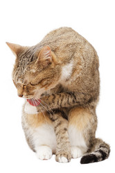 Similar image 17246154