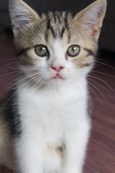 Similar image 17248889