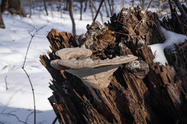 Similar image 17248782