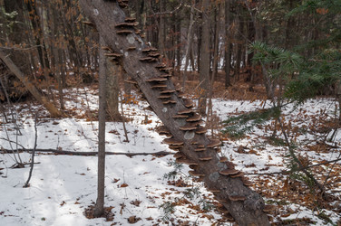 Similar image 17248788